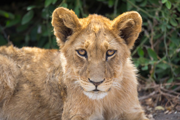 Fototapeta na wymiar Leones y leonas en un safari por Africa, melena del rey de la selva