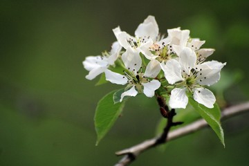 pear tree flower