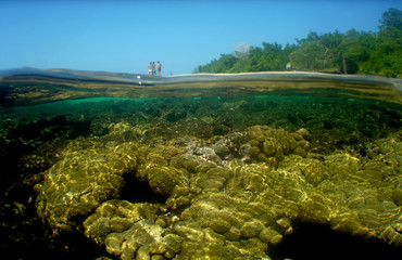 coral reef caribbean sea venezuela