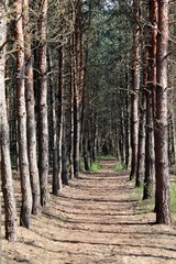 Fototapeta premium Shady alley