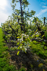 Rows with plum or pear trees with white blossom in springtime in farm orchards, Betuwe, Netherlands