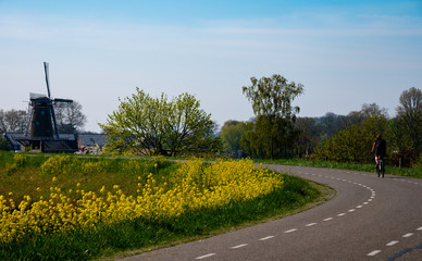Fototapeta na wymiar One woman ride bicycle in Betuwe, Gelderland, Netherlands