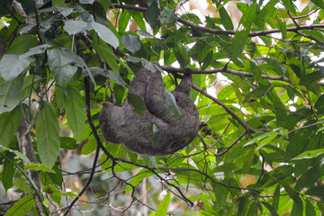 Bradipo nel parco Manuel Antonio, Costa Rica