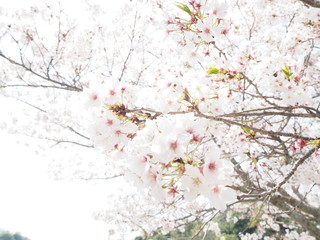 満開の桜