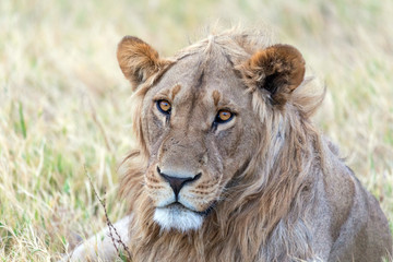 Leones y leonas en un safari por Africa, melena del rey de la selva