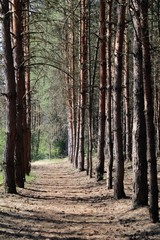 Obraz premium Pine alley