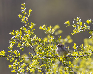 sparrow on a branch