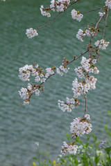 お濠と桜