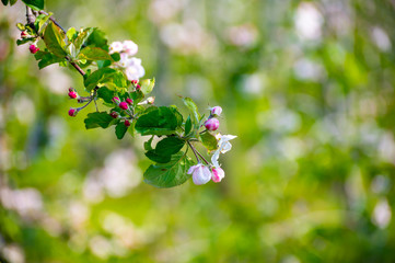 Pink blossom of apple fruit trees in springtime in farm orchards, Betuwe, Netherlands, close up