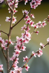 Peach flower blooming in the garden, closeup natural photo. Abstract background for calendar or design.