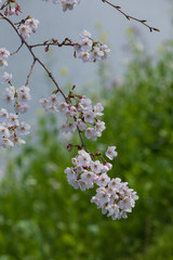 お濠と桜