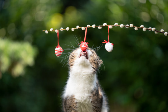 tabby white british shorthair cat rearing up licking easter eggs outdoors in nature