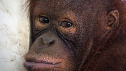 Orangutanes peludos de Africa