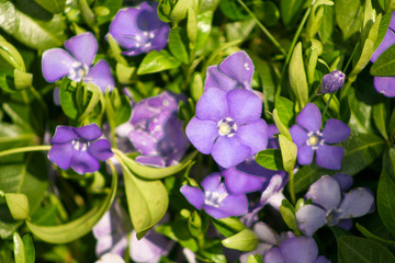 periwinkle vinca minor flowers growing in the meadow in Poland.