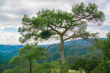Fototapeta na wymiar tree on a cliff high in the mountains