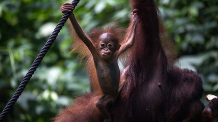 Orangutanes peludos de Africa