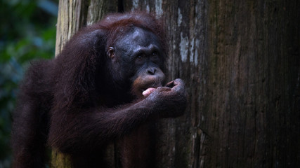 Orangutanes peludos de Africa