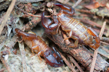 Aggressive Scorpion macro photo circulating in the forest