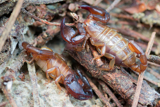 Aggressive Scorpion macro photo circulating in the forest