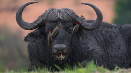 Cabeza de bufalo durante un safari por Africa