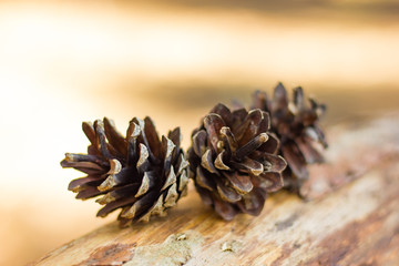 beautiful pine forest with Christmas trees and blooming flower