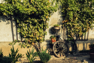 Countryside - obrazy, fototapety, plakaty
