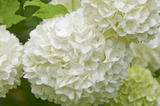Boule de neige 