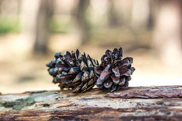 beautiful pine forest with Christmas trees and blooming flower