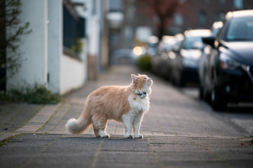 curious maine coon cat standing on sidewalk of public street lokking up wearing gps tracker