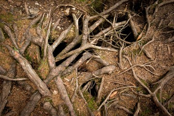 Roots