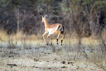 Antilopes salvajes en la selva africana