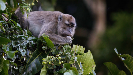 Monos africanos en las ramas de arboles