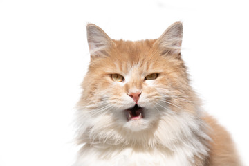 funny portrait of a cream colored beige white maine coon cat with open mouth meowing looking at...