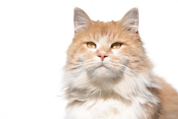 portrait of a cream colored beige white maine coon cat in front of white background