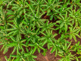 Top View Aerial Shot of the Banana Palm Plants on the Plantation in Tanzania, Africa