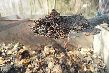 Organic soil, humus, compost and earthworms on shovel over compost heap. Vermicomposting, vermiculture, homemade worm composting. Kitchen and garden waste leftovers to nutrient-rich fertilizer.