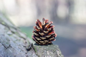 beautiful pine forest with big cones for herbs and medicines