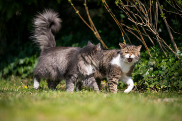 two different breed cats walking side by side looking at each other meowing