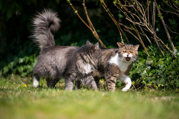 Obraz premium two different breed cats walking side by side looking at each other meowing