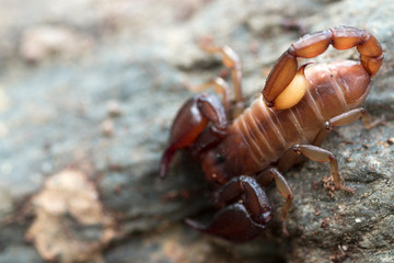 Aggressive Scorpion macro photo circulating in the forest