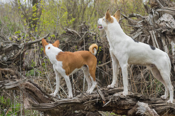 Basenji with cross-breed of hunting and northern dogs standing on a root of fallen tree and watching for enemies in  spring forest