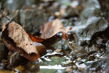 frog near leaf