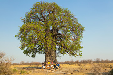 Arbol africano, parada durante un safari