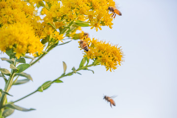 bees on yellow flowers