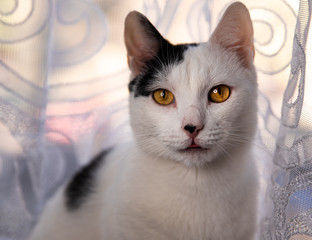 Portret kota o brązowych oczach patrzącego w obiektyw. © Mariusz