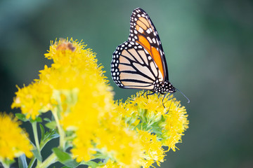 butterfly on yellow flower
