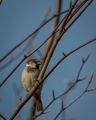 sparrow on a branch