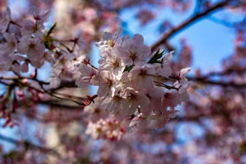 pink cherry blossom