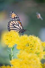 butterfly on yellow flower