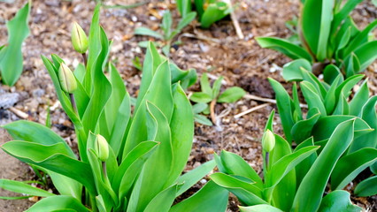 
Tulip buds in a city park.
Floral background image for poster design.
